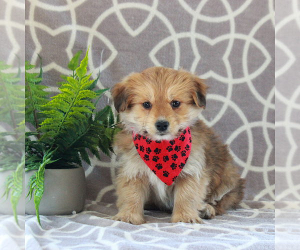 Medium Photo #3 Maltipoo Puppy For Sale in GORDONVILLE, PA, USA