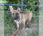 Small #1 Bulldog Mix