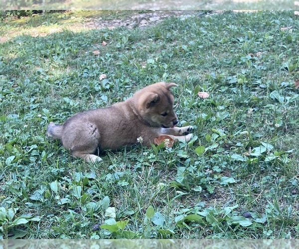 Medium Photo #4 Shiba Inu Puppy For Sale in AVA, MO, USA