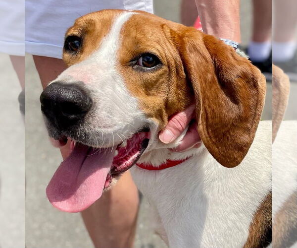 Medium Photo #2 Treeing Walker Coonhound Puppy For Sale in Canton, CT, USA