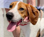 Small #1 Treeing Walker Coonhound