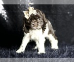 Small Photo #81 Cocker Spaniel Puppy For Sale in WARSAW, IN, USA