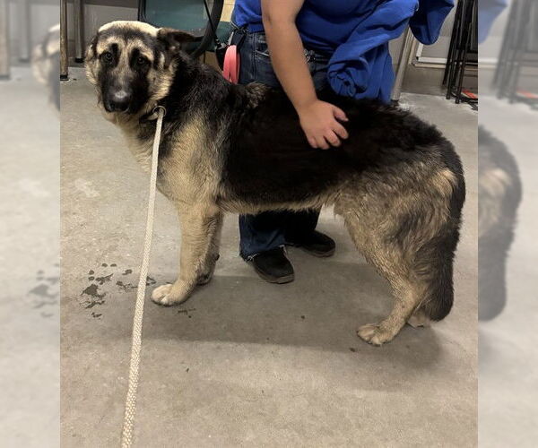 Medium Photo #1 German Shepherd Dog Puppy For Sale in Camarillo, CA, USA