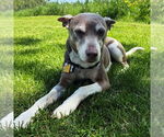 Small #4 Rat Terrier