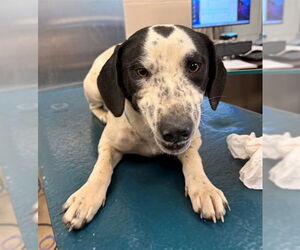 Black Mouth Cur Dogs for adoption in Mobile, AL, USA