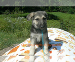 Small #1 German Shepherd Dog