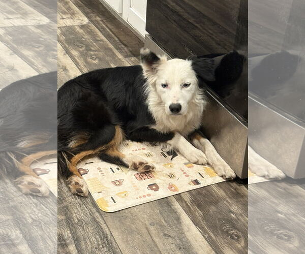 Medium Photo #2 Border Collie Puppy For Sale in Mount Pleasant, SC, USA