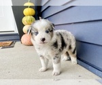 Small #2 Australian Shepherd