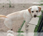 Small #4 Labrador Retriever Mix