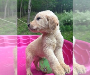Golden Labrador Puppy for sale in SAYRE, PA, USA