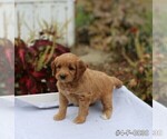 Puppy 2 Goldendoodle (Miniature)