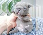 Small Photo #18 French Bulldog Puppy For Sale in MARYSVILLE, WA, USA
