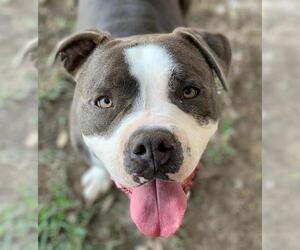 American Pit Bull Terrier Dogs for adoption in Riverside, CA, USA