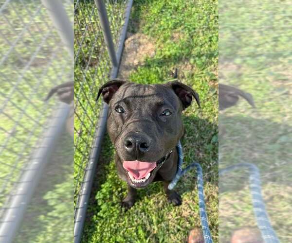 Medium Photo #1 Mutt Puppy For Sale in Abbeville, LA, USA