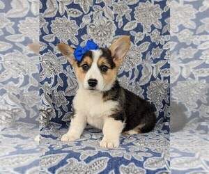 Pembroke Welsh Corgi Puppy for sale in GLEN ROCK, PA, USA
