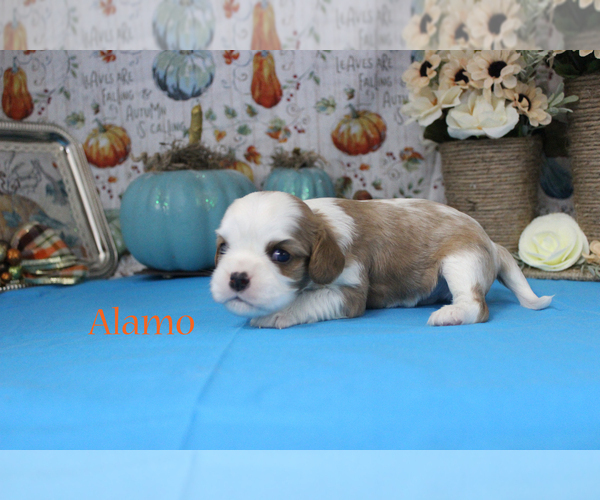 Medium Photo #7 Cavalier King Charles Spaniel Puppy For Sale in CHANUTE, KS, USA