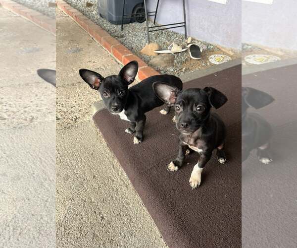 Medium Photo #5 Chihuahua Puppy For Sale in Arlington, WA, USA