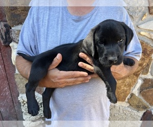 Labrador Retriever Puppy for Sale in LOUISA, Kentucky USA