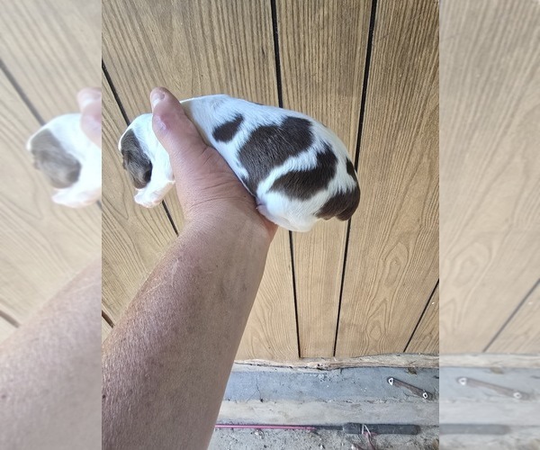 Medium Photo #2 English Springer Spaniel Puppy For Sale in GREELEY, KS, USA