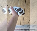 Small #1 English Springer Spaniel