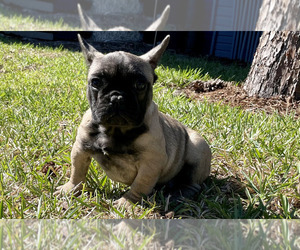 French Bulldog Puppy for Sale in KISSIMMEE, Florida USA
