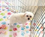 Small #13 Maltipoo (Toy)