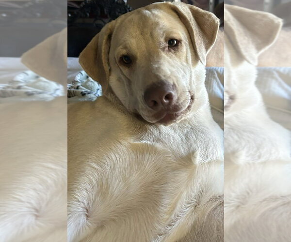 Medium Photo #1 Retriever -Unknown Mix Puppy For Sale in Wetumpka, AL, USA