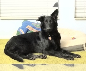 German Shepherd Dog Dog for Adoption in FORT COLLINS, Colorado USA