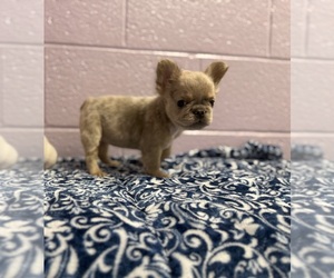 French Bulldog Puppy for sale in DECATUR, IL, USA