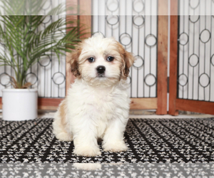 Zuchon Puppy for sale in NAPLES, FL, USA
