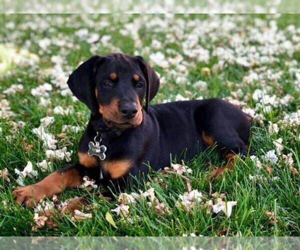 Medium Photo #6 Doberman Pinscher Puppy For Sale in VADER, WA, USA