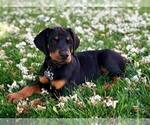Small Photo #6 Doberman Pinscher Puppy For Sale in VADER, WA, USA