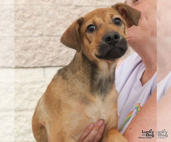 Medium Photo #4 Mutt Puppy For Sale in Washington, DC, USA