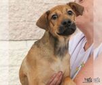 Small #3 Mutt