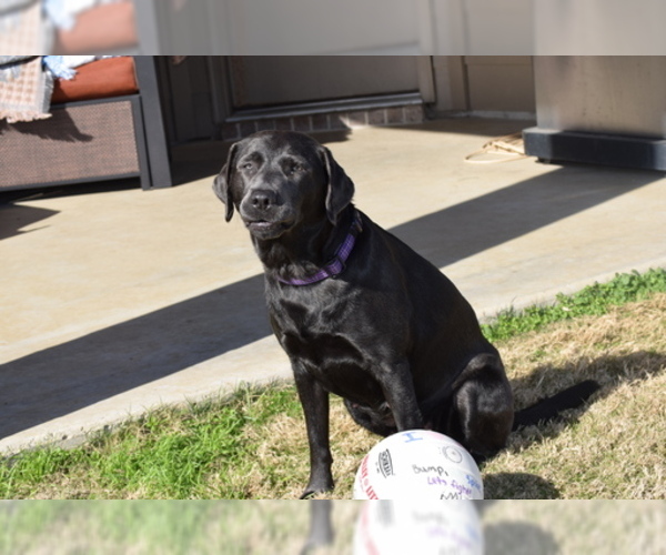 Medium Photo #2 Labrador Retriever Puppy For Sale in DENTON, TX, USA