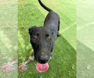 Labrador Retriever-Unknown Mix Dogs for adoption in San Diego, CA, USA