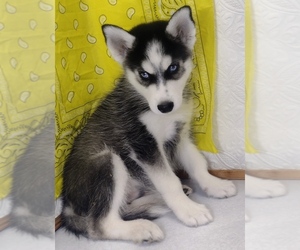 Siberian Husky Puppy for sale in MOUNT AYR, IA, USA