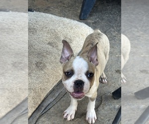Boston Terrier Puppy for sale in BARDSTOWN, KY, USA