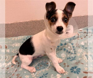 Chihuahua Dogs for adoption in Rancho Cucamonga, CA, USA