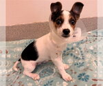 Small Chihuahua