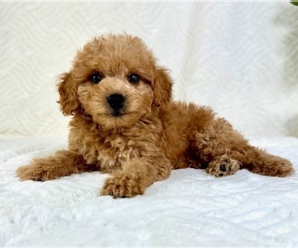 Medium Photo #5 Goldendoodle (Miniature) Puppy For Sale in GREENFIELD, IN, USA