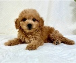 Small #4 Goldendoodle (Miniature)