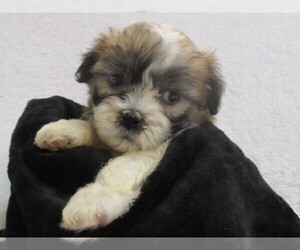 Zuchon Puppy for sale in THORP, WI, USA