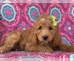 Small Goldendoodle