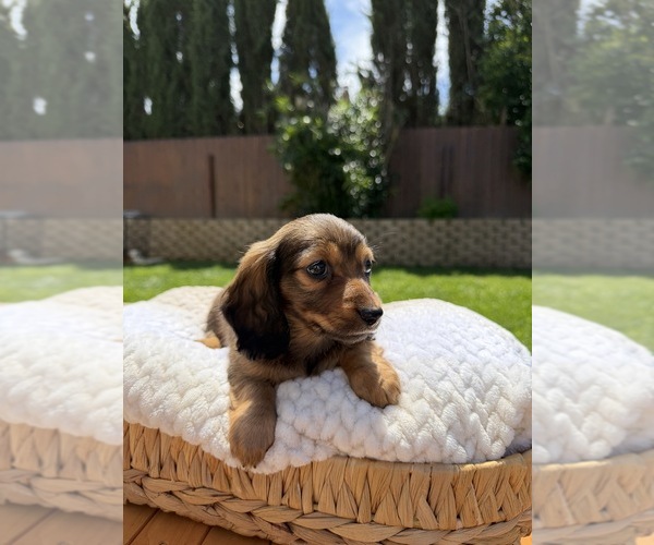 Medium Photo #25 Dachshund Puppy For Sale in NORTH HIGHLANDS, CA, USA