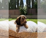 Small Photo #25 Dachshund Puppy For Sale in NORTH HIGHLANDS, CA, USA