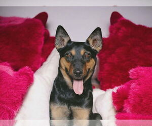 Australian Kelpie-Unknown Mix Dogs for adoption in MIDWAY, UT, USA