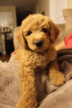 Medium Photo #1 Goldendoodle Puppy For Sale in SPARTANBURG, SC, USA