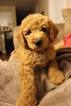 Small Photo #1 Goldendoodle Puppy For Sale in SPARTANBURG, SC, USA