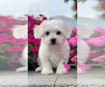Small Coton de Tulear